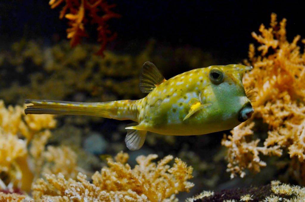 Under Water Golden Fish