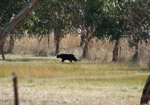 Big Cats in Australia