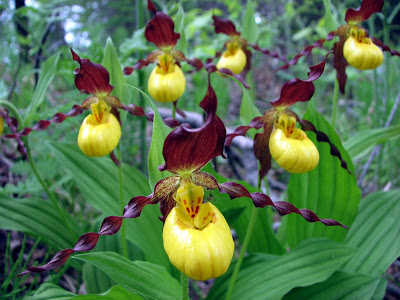 Lady’s slipper orchids