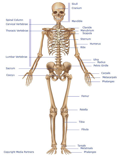 Skeletal System