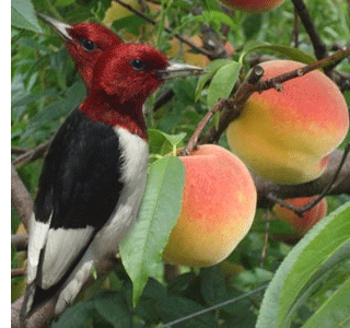 Double headed bird