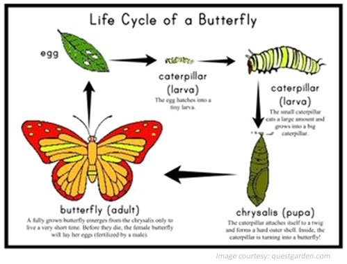 English Writing Worksheet - Life Cycle of a Butterfly