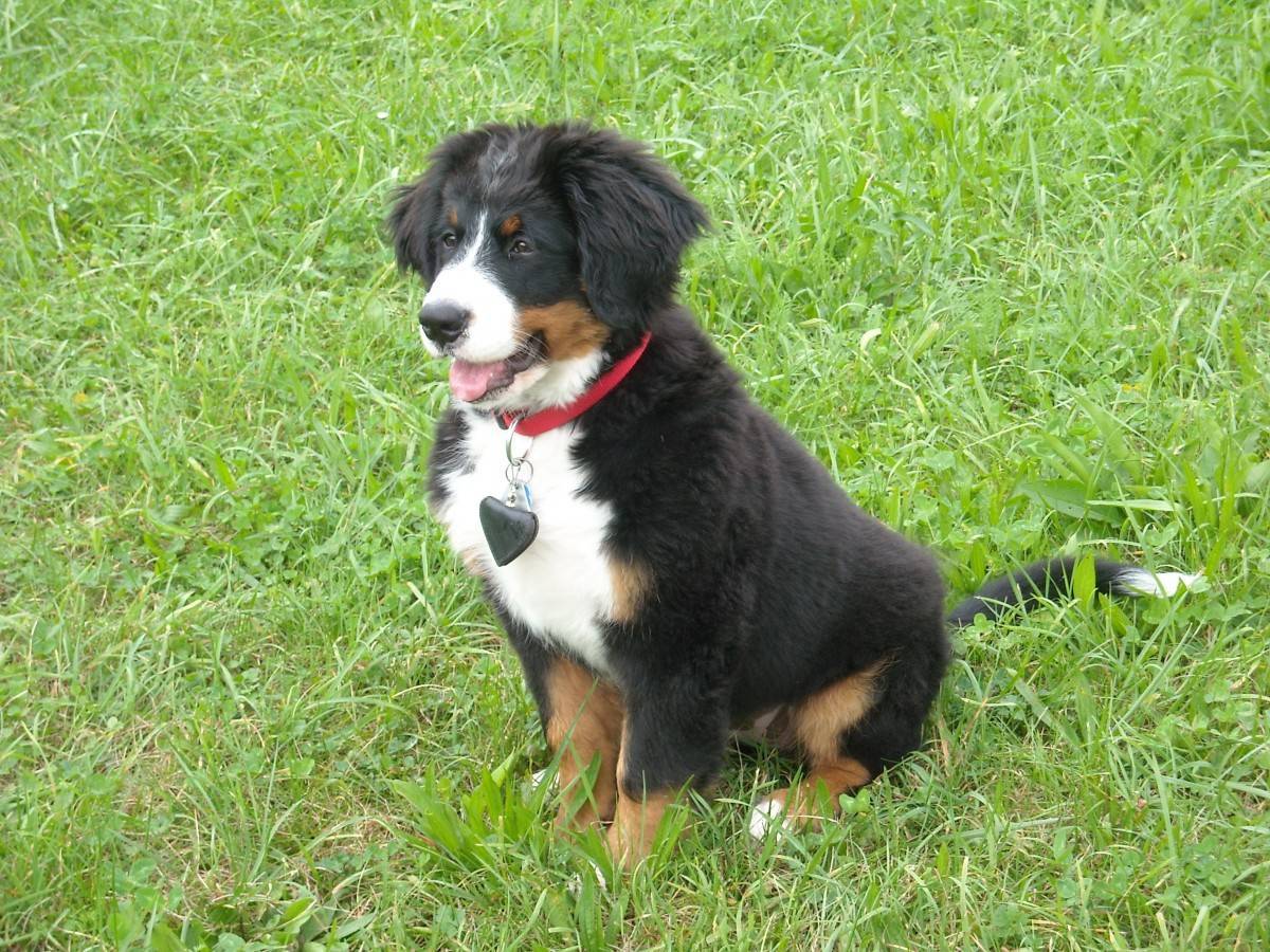 Bernese Mountain Dog