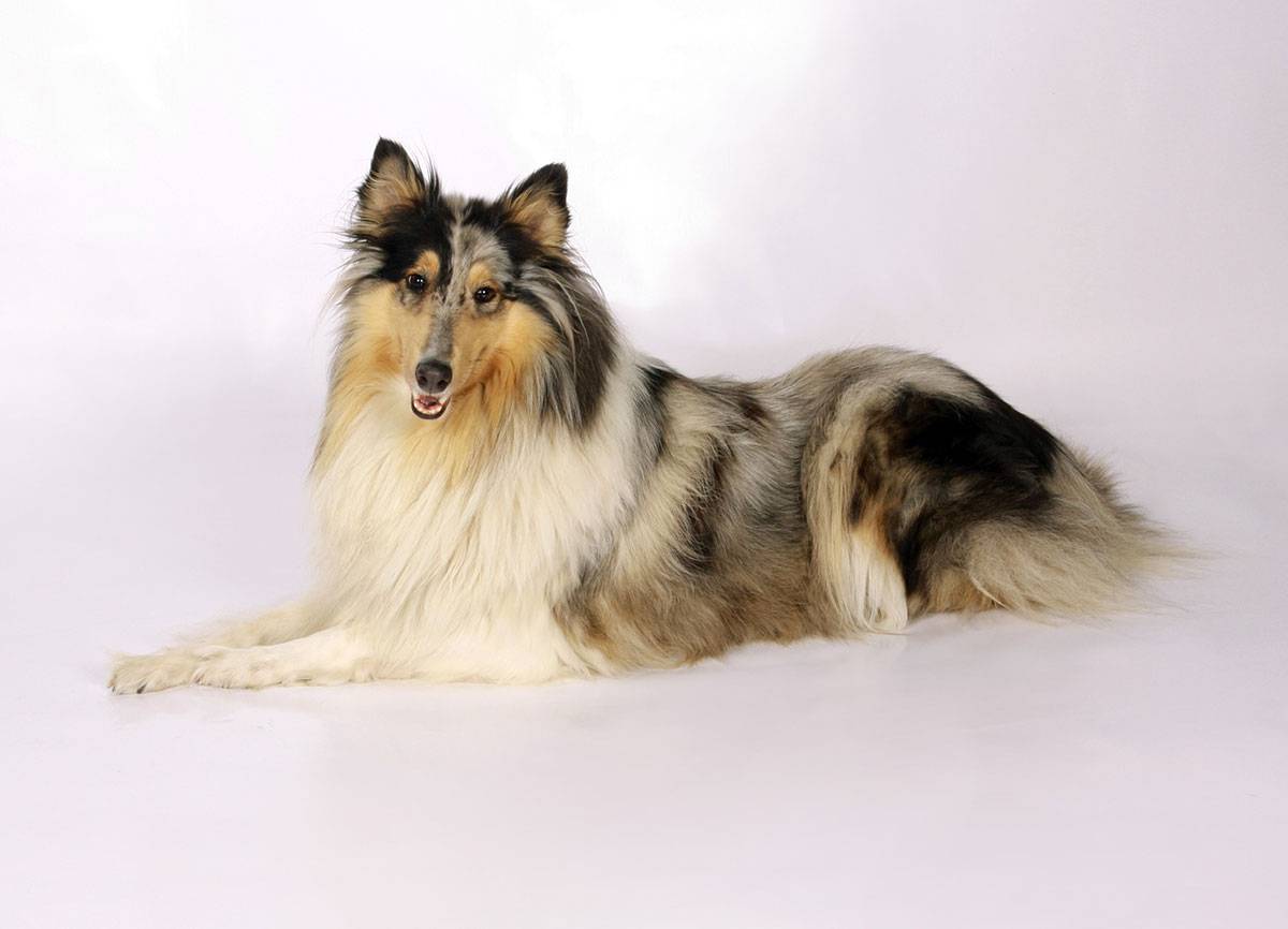 Collie