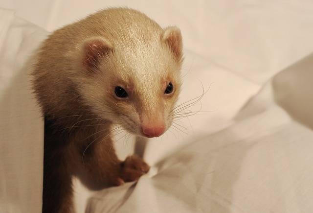 Ferret
