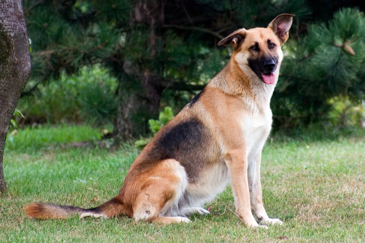 German Shepherd