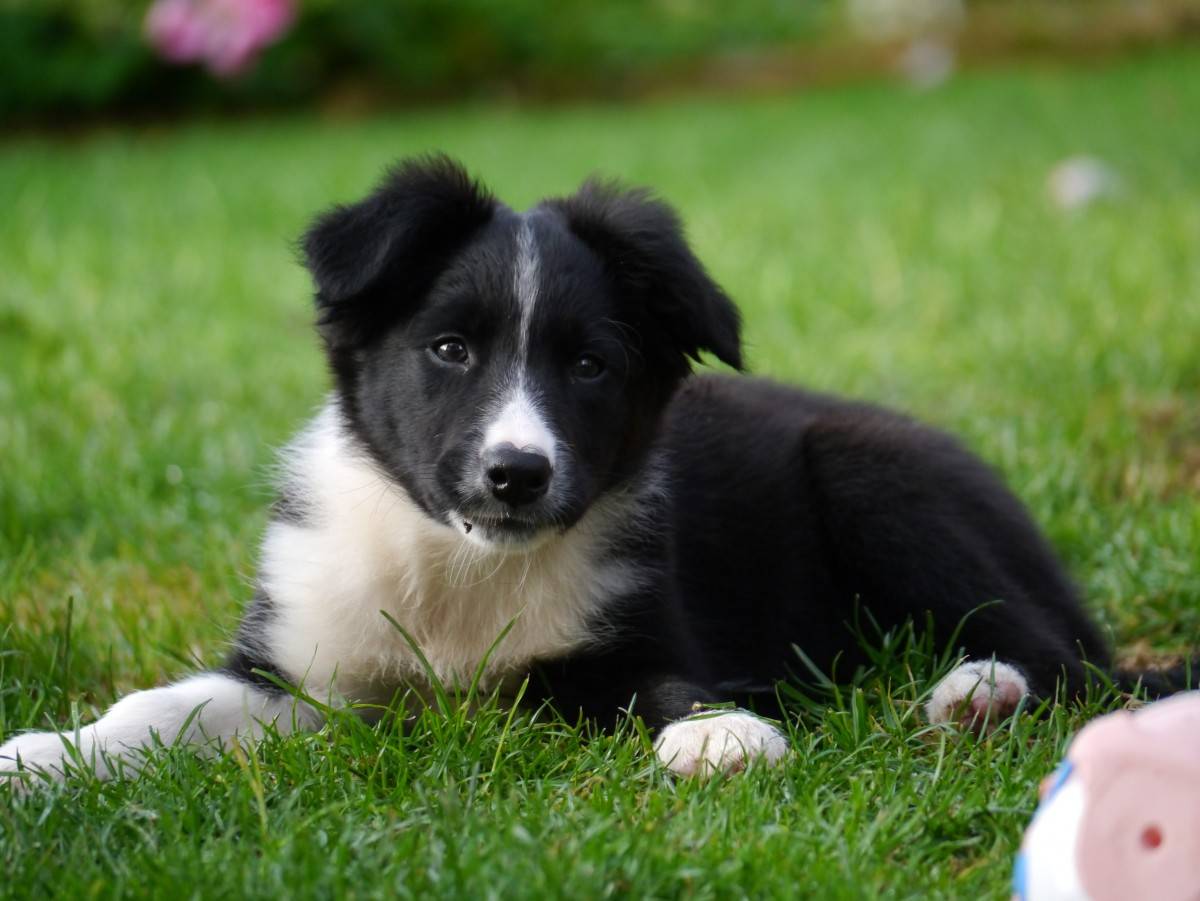 Karelian Bear Dog
