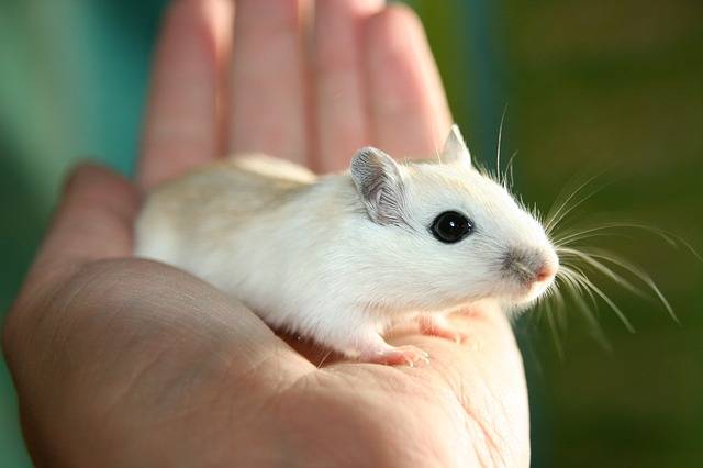 Mice
