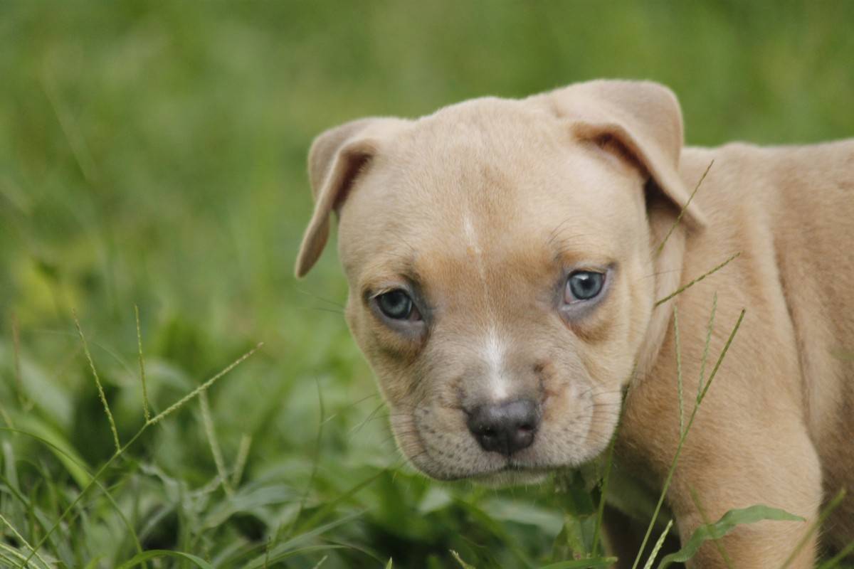 Pitbull