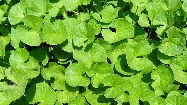 Plant, Herb, Medicinal, Indian Pennywort
