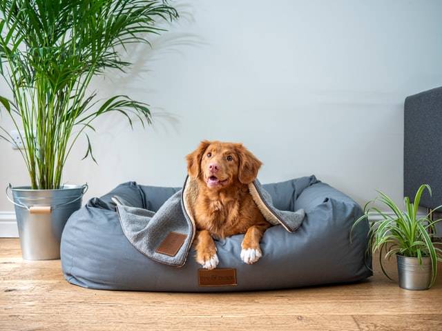 Waterproof Pet Blanket