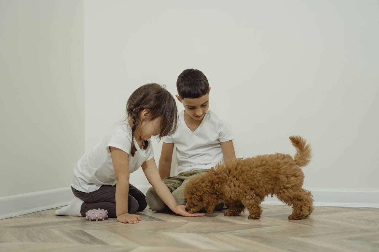 How Can Children Spend Quality Time With Pets