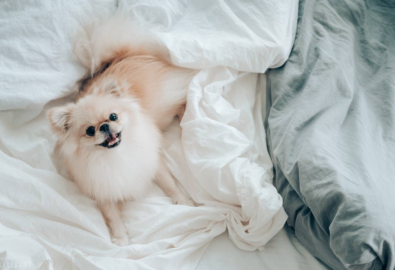 The Funniest And The Cutest Names of American Pets