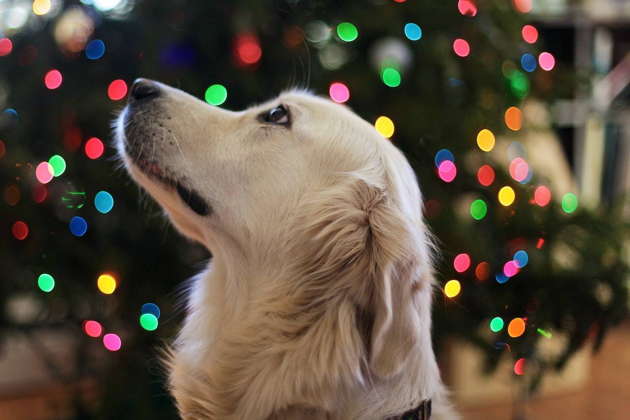 Holiday Season Can Pose Some Trouble For Pets – Here Are The Safety Tips You Need To Know!
