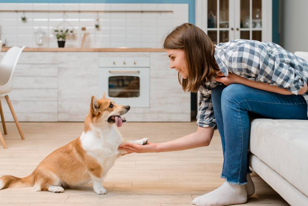 Using Treats for Training Dogs - Reasons, Tips, Benefits, and Drawbacks