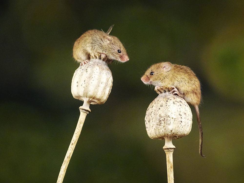 Is It Possible To Keep Mice Away Naturally?