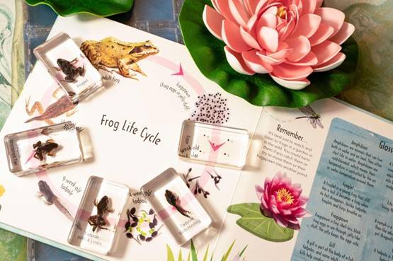 Specimen Toy Frog Life Cycle