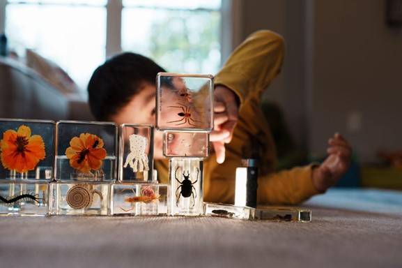 Specimen Toy Insects