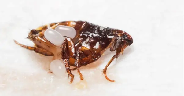 Flea with eggs