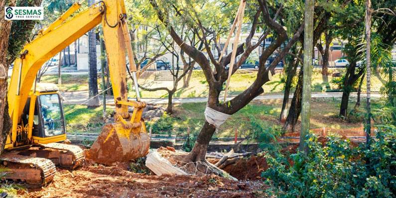 How Tree Removal Can Protect Your Roof And Foundation?