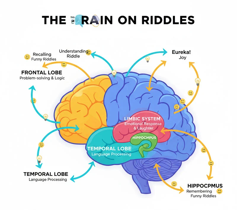 The Brain on Riddles