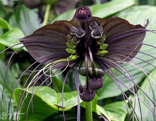 Black Bat Flower