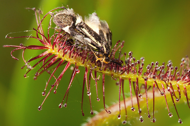 Cape sundew