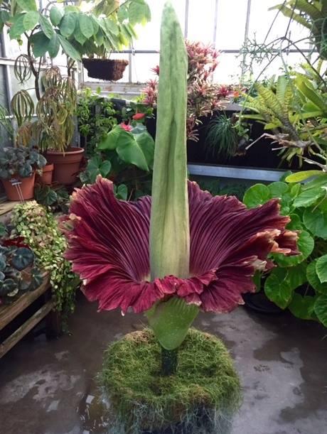 Corpse flower