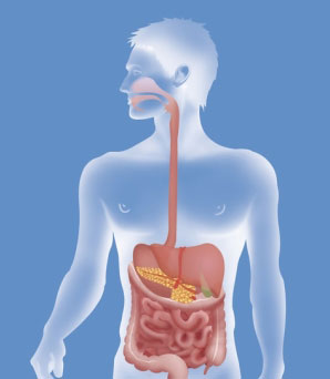 Digestive System Facts