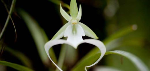 Ghost orchid