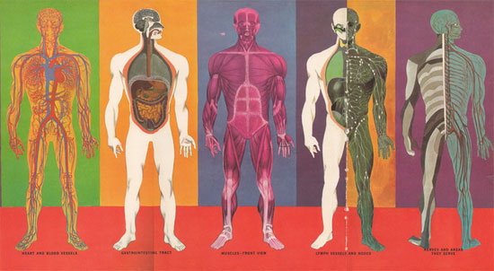 Human Body Systems