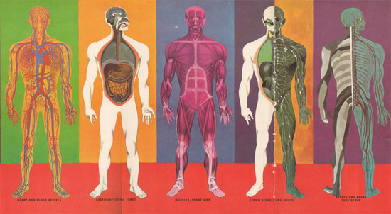 Human Body Systems