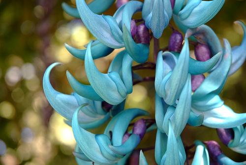 Jade vine