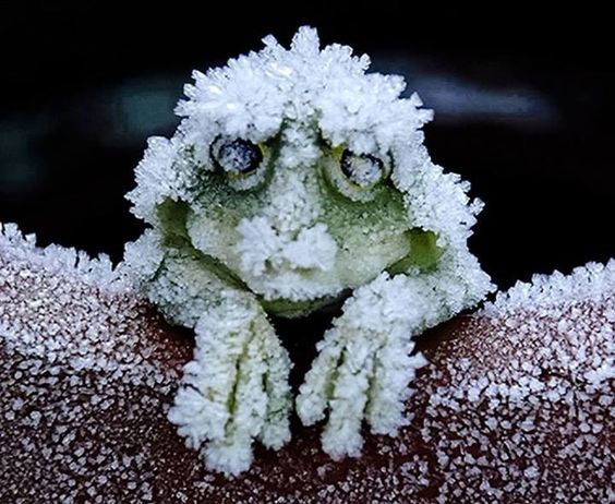 The Alaskan wood frog