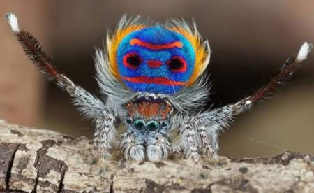 Australian Peacock Spider