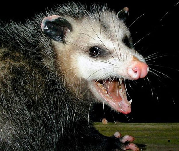 Opossums