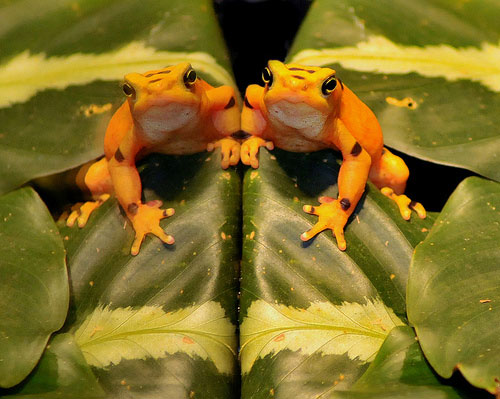 Panamanian Golden Frog