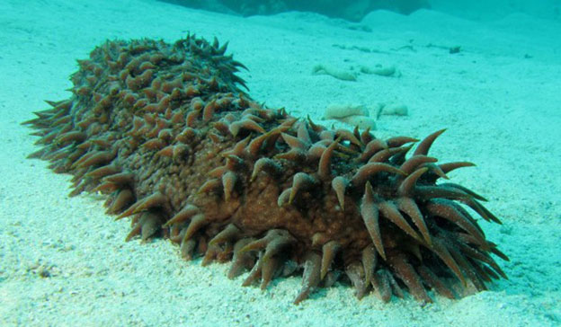 Sea cucumbers