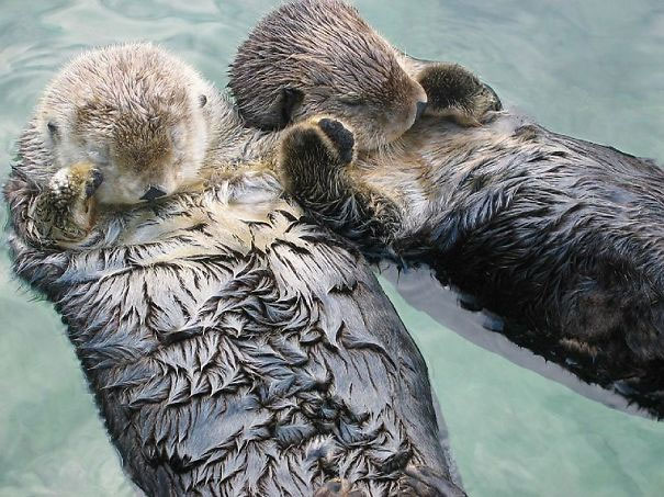 Sea otters