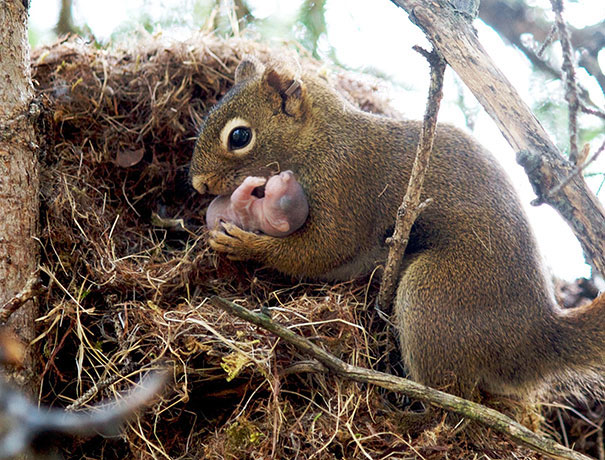 Squirrels