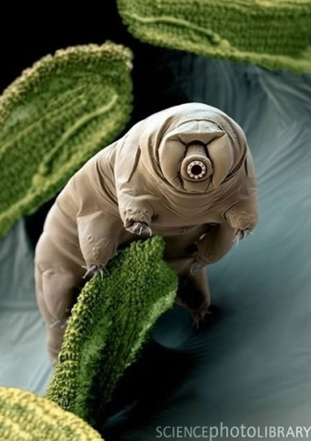 The Tardigrade