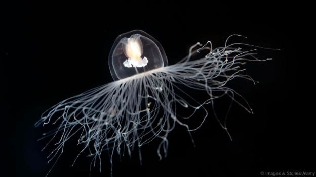 Turritopsis dohrnii