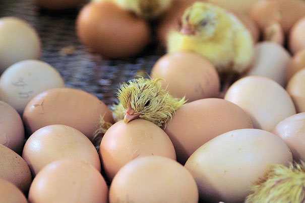 chicks hatch