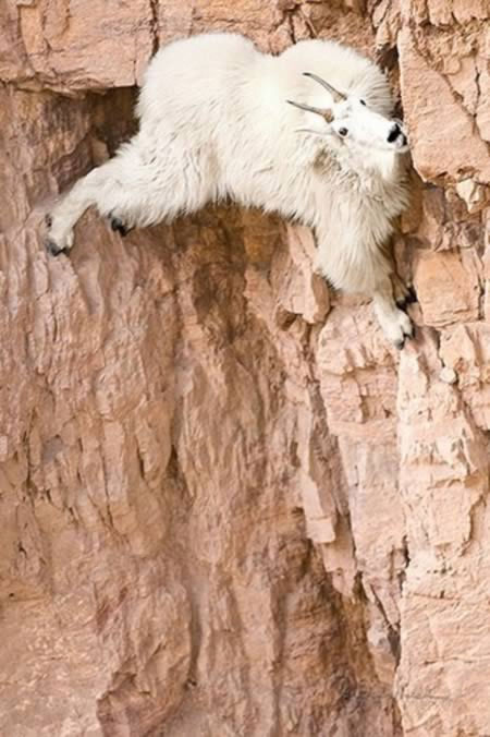 The mountain goat