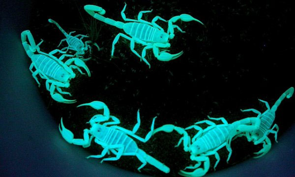 scorpions glow a vibrant blue-green