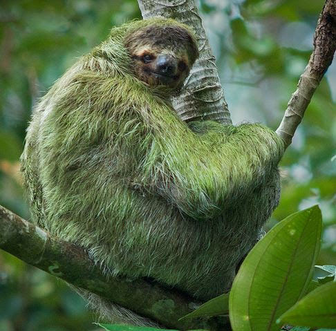 two-toed sloth