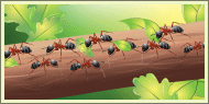 Ants