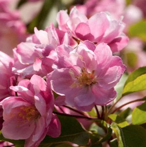 Apple Flowers