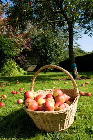 Apple Tree with Apples