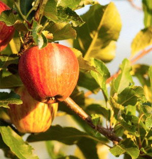 Apple with branches